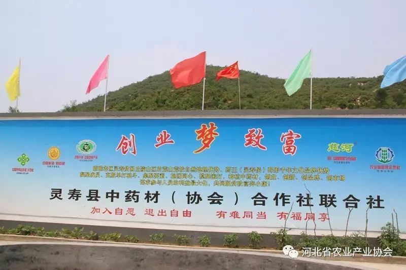 “靈壽丹參”成功注冊中國地標產(chǎn)品、河北省著名商標產(chǎn)品