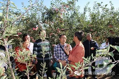 協(xié)會組團赴慶陽考察蘋果開心形，收獲滿滿