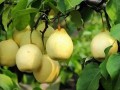 中國的特色農(nóng)產(chǎn)品優(yōu)勢產(chǎn)區(qū)都在哪兒？農(nóng)業(yè)農(nóng)村部遴選出148個！