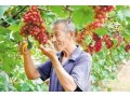 全省首批！河北這55縣區(qū)獲評農(nóng)產(chǎn)品“金字招牌”！快看有你家鄉(xiāng)嗎？