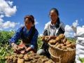農(nóng)業(yè)農(nóng)村部副部長屈冬玉：2.6億小農(nóng)戶如何銜接現(xiàn)代農(nóng)業(yè)？