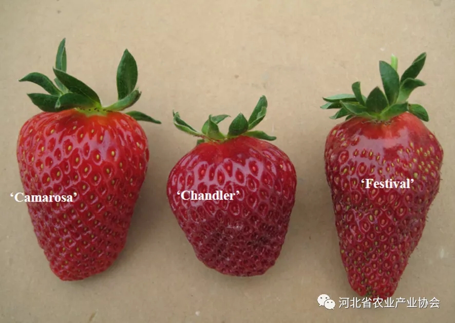 2021石家莊 ? 國際農(nóng)業(yè)交流對(duì)接系列活動(dòng)之線上直播重磅來襲